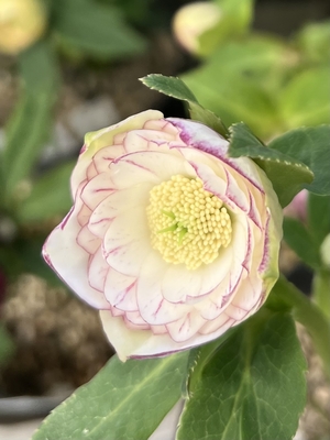 公認）毬姫【ka75】 | グリーンホビー