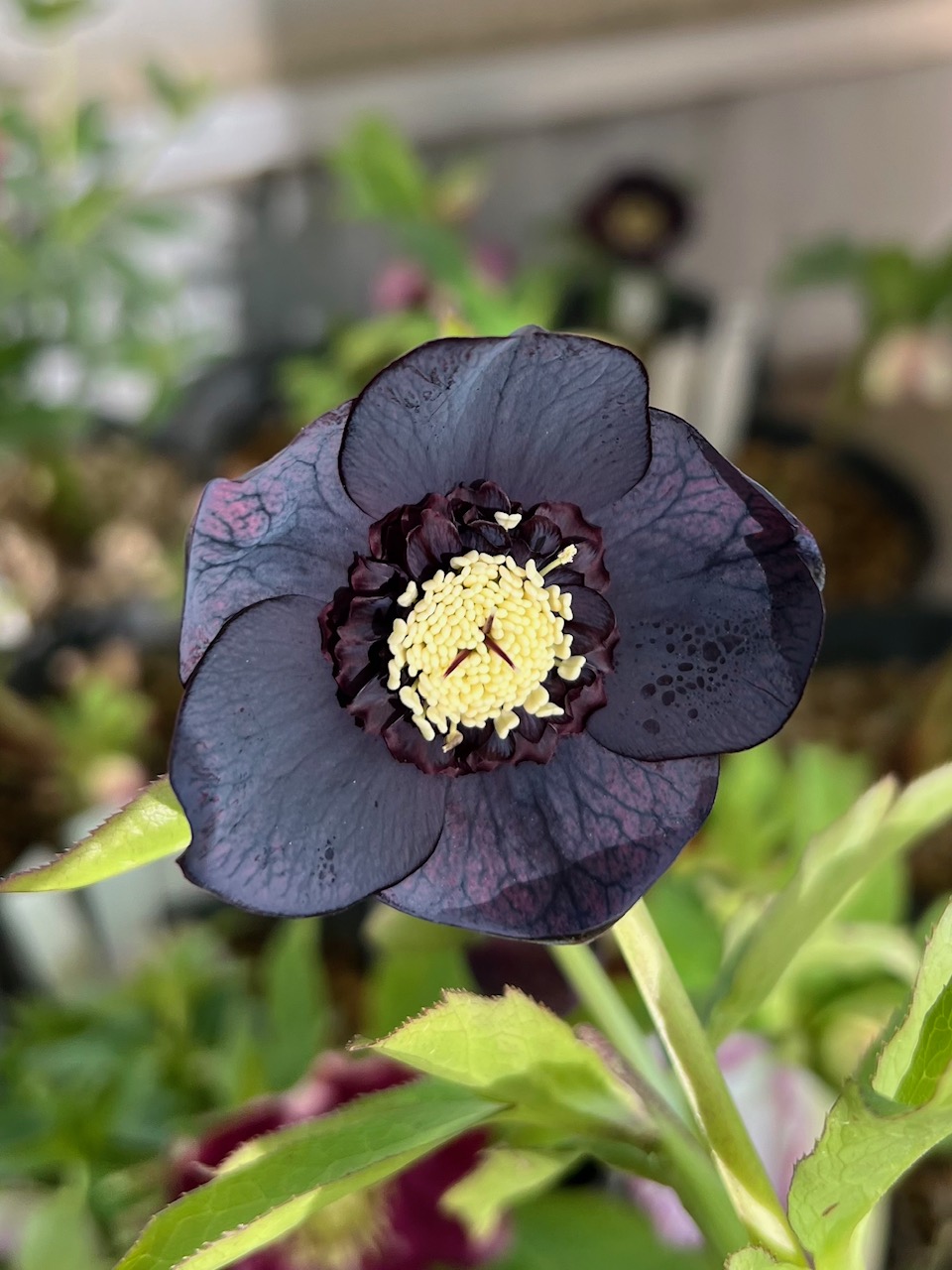 ブルーブラック系sd【ka340】 | グリーンホビー