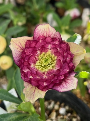 公認）アンティークアフロディーテ【ka397】アフロディーテ(100hyb)&times;アンティークメビウス