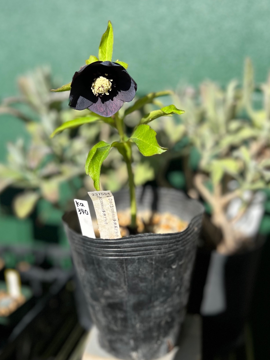 ブルーブラック系sd【ka340】 | グリーンホビー