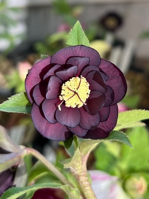 ddグロスレッド&times;dd小輪ブラックOG【ka341】