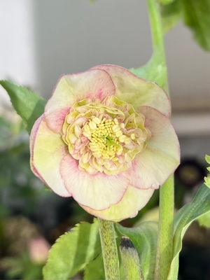 sd多弁レッドグラデーション&times;sd多弁プリマヴェーラ【ka342】