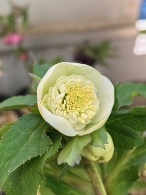 公認）毱姫　モーリー【ka396】