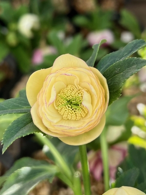 公認）アフロディーテ【ka395】sd多弁系プリマヴェーラ&times;dd小輪多弁イエロー