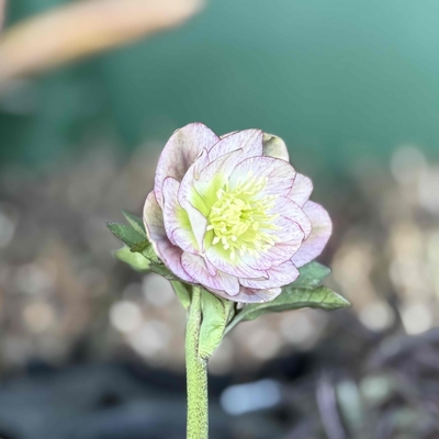 ddキラメキグロスピンクグラデーション&times;ddグロスリバーシブル(紅白hyb)【ka374】