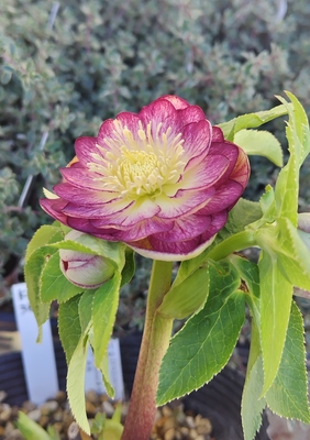 ピンクグラデーション段咲きdd底抜けゴールド【ka363】