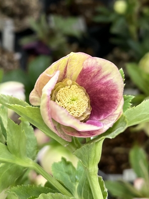 ゴールドプリマヴェーラ系多弁sd【ka428】