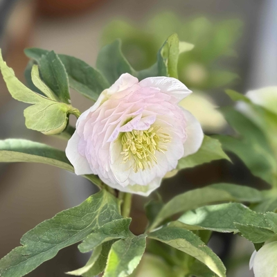 公認）ホワイトアフロディーテ　（小輪血統）【ka323】