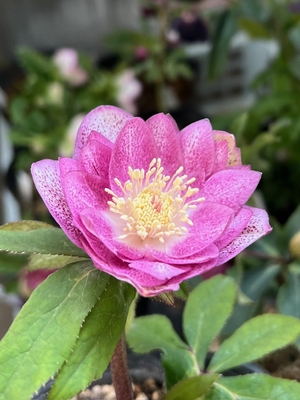 エクリプスカップ系ピンクパウダー【ka406】