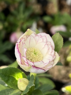 手毬交配エッジ網ベインdd【ka399】