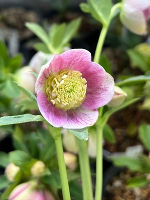 小輪ピンクミストエッジヌケsd【ka422】