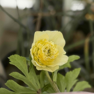 公認）モーリー　（グロス血統）【ka320】