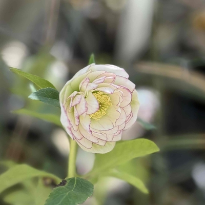 公認）リトルアフロディーテ【ka319】