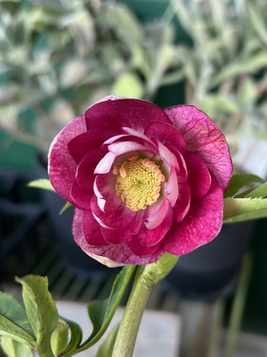 非公認）グロスレッドエンジェル系【ka412】