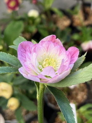 エッジ桜ピンクグラデーションdd【ka403】