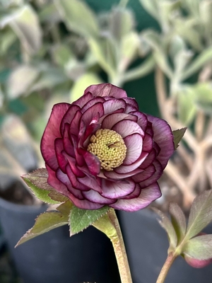 アンティークレッド多弁小輪系【ka410】直径3㎝