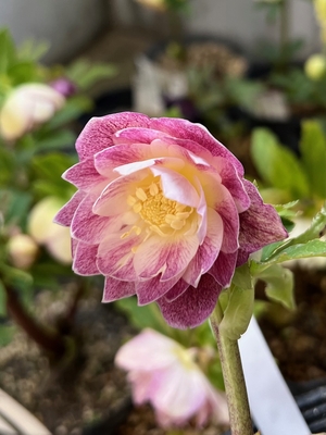 爪ピンクグラデーションベインddエクリプス系【ka426】