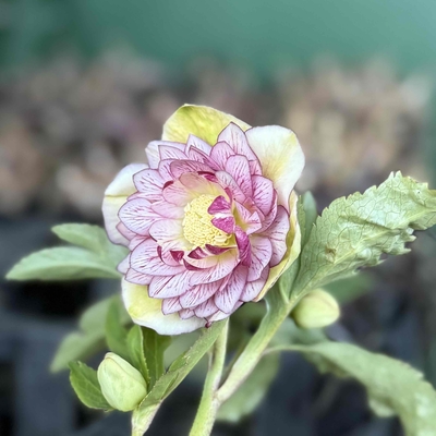 つぶらな瞳dd【ka377】