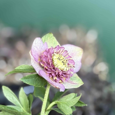 パステルピンクベイン多弁sd【ka378】