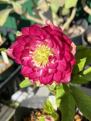 公認）グロッシーカラー☆【キラメキシャガール血統力つけばグロッシーシャガールの可能性も】【ka330】