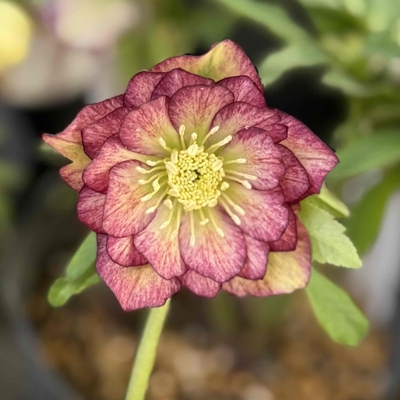 アンティークレッドエッジdd（グロミリオン血統）【ka350】