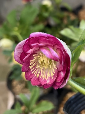 公認）グロッシーカラー☆【ka404】パッションピンクグラデーション