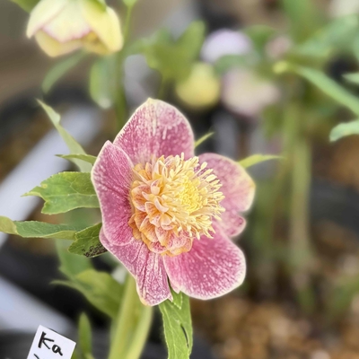 エッジヌケピンクパウダー＆ベインsdゴールド【ka351】