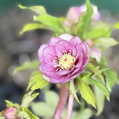 ピンクピンクベインdd紅フラッシュ【ka379】