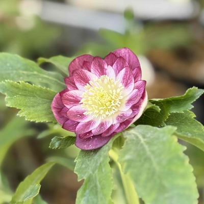 超段咲き紅白系ddゴールド【ka354】