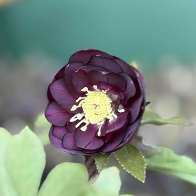 ディープパープルゴールドdd【ka373】