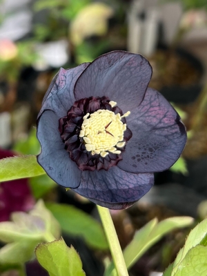 ブルーブラック系sd【ka340】