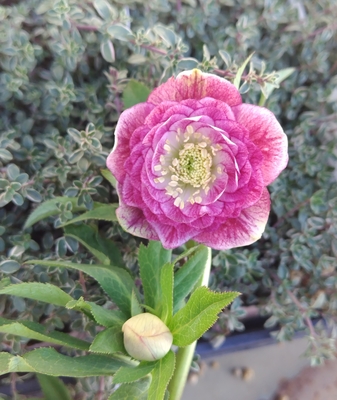 ピュアピンクベイングラデーション多弁dd【ka359】