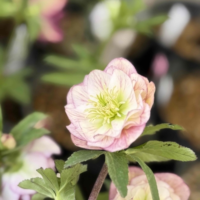 エッジ側ピンクグラデーションベインdd【ka345】