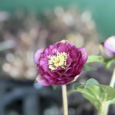 段咲きレッドグラデーション多弁dd【ka372】