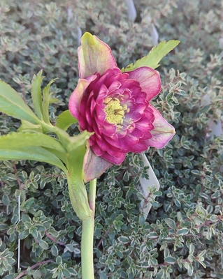 小輪多弁系外５弁肥大化【ka367】