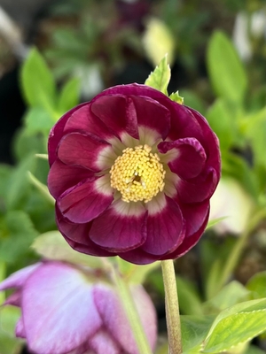 公認）紅白の宝【ka307】