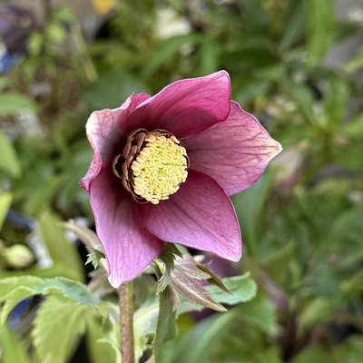 エッジヌケダークsdイエローリップネクタリー【Hi43】