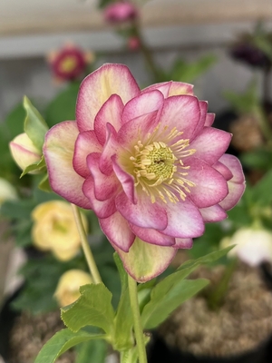 エッジピンクラージピコティdd【ka398】