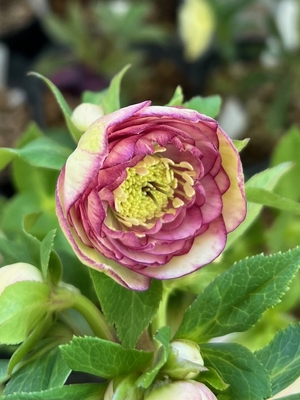 公認）アフロディーテ　小輪系カップ【ka309】