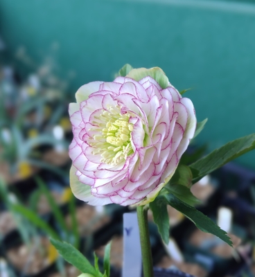 公認）ホワイトアフロディーテ【ka409】（dd手毬多弁ホワイト&times;sd多弁プリマヴェーラOG）