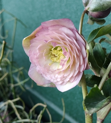 公認）アフロディーテ【ka414】dd多弁アイボリー&times;dd多弁系グロス絞りイエロー(Gold)