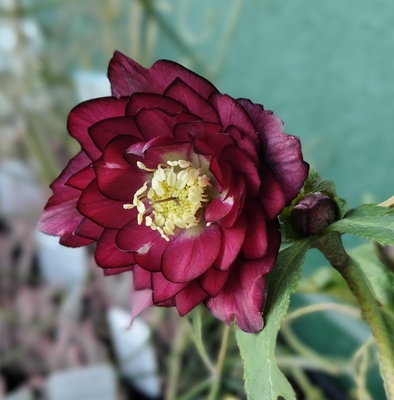 公認）グロッシーカラー☆【ka415】dd多弁系ブラックGhyb&times;dd多弁系グロスレッド