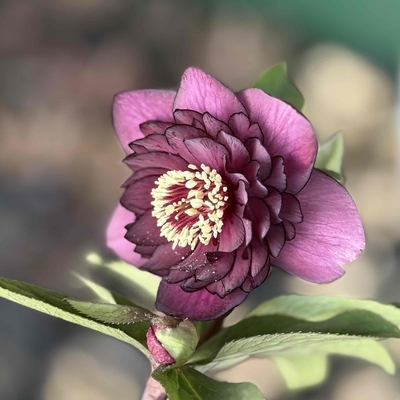 公認）アンティークアフロディーテ【ka417】多弁ダークレッド&times;多弁系グロスレッドOG