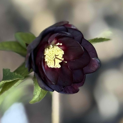 公認）グロッシーカラー☆【ka424】