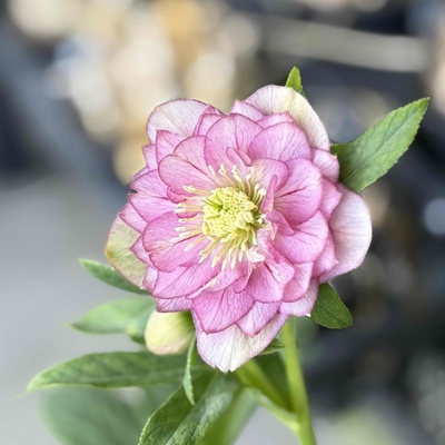 公認）グロッシーカラー☆　typeペールピンクベイン＆ピコティ【ka427】sdカップ咲イエローモーリー&times;ddグロスレッド(手毬hyb)