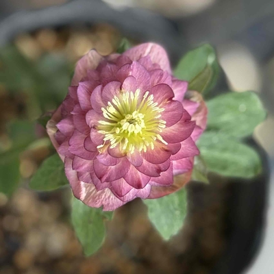 公認）アンティークアフロディーテ【ka429】dd多弁イエロー&times;dd多弁グロス小輪フレグランスアプリコット