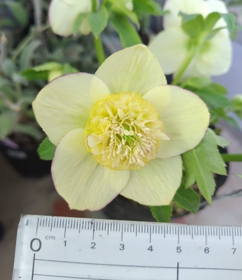 公認）モーリー　透き通る様な花弁【ka418】