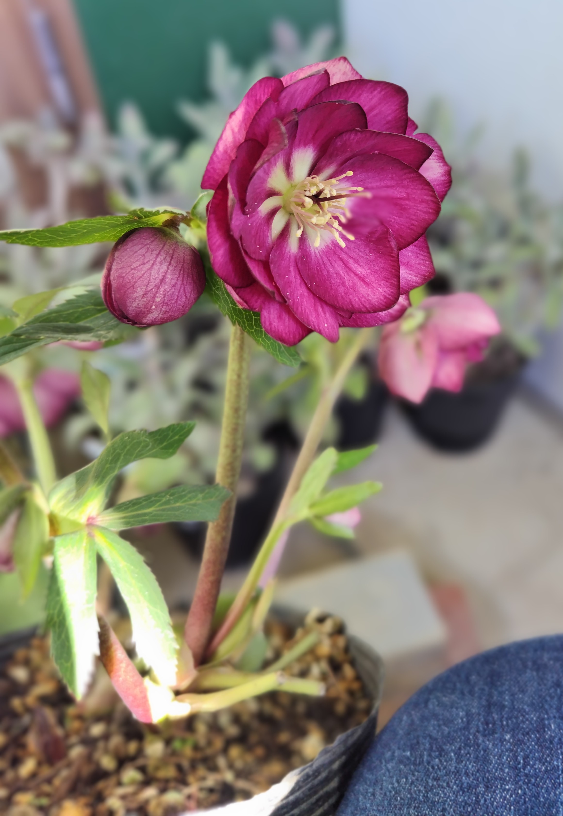 グロッシーカラー☆【ka425】 | グリーンホビー