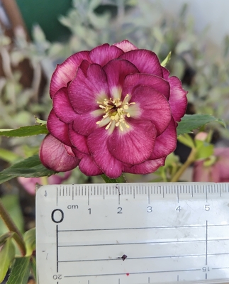 グロッシーカラー⭐︎（小輪カップ咲）×キラメキ⭐︎フルグロス