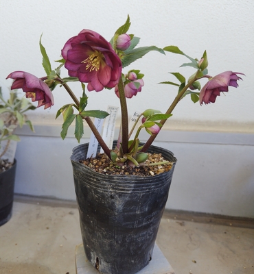 グロッシーカラー⭐︎レッド（小輪カップ咲き）☆クリスマスローズ苗